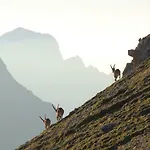 Wildkogel *